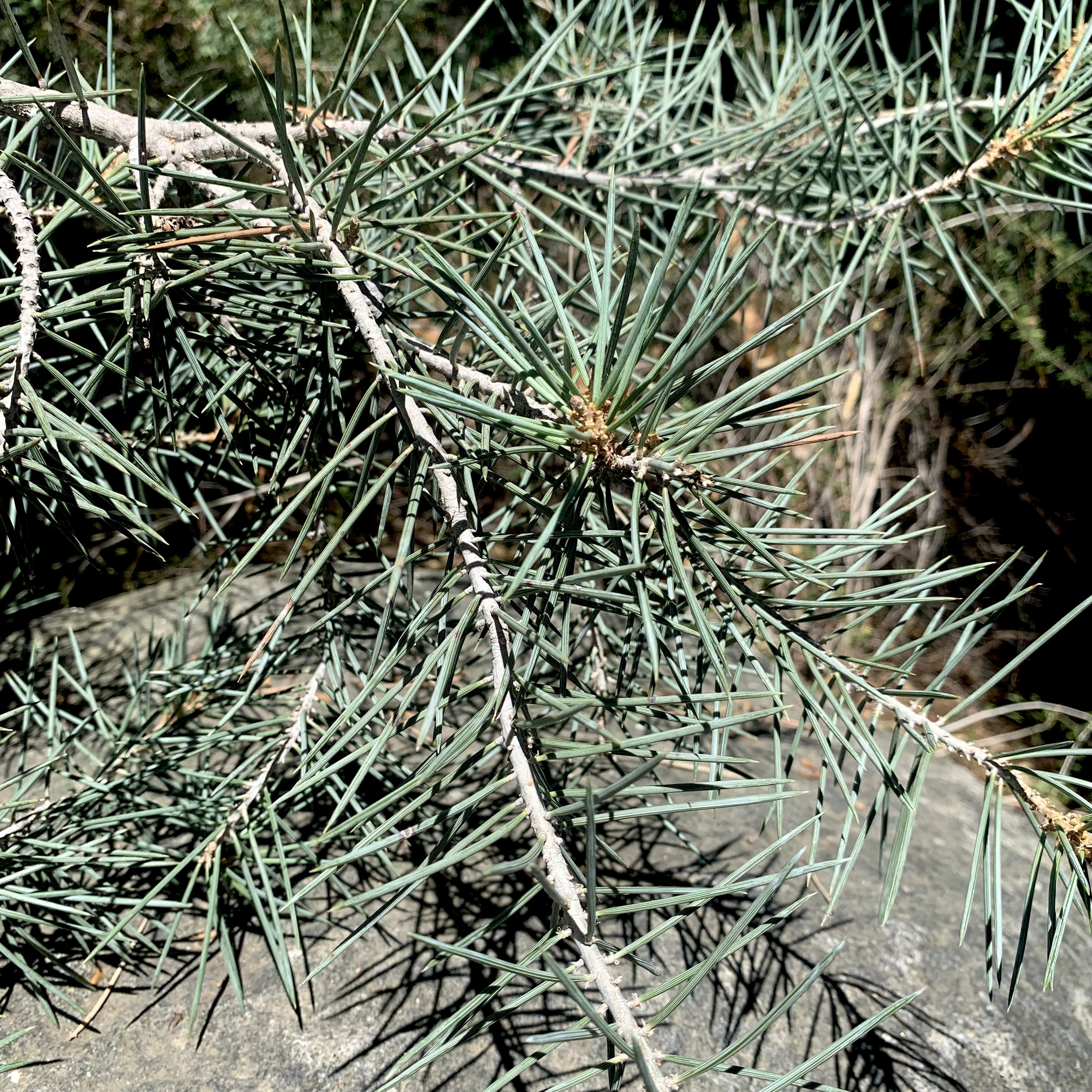 Pinyon mono